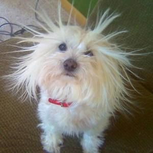 Meet your Posher, Penny